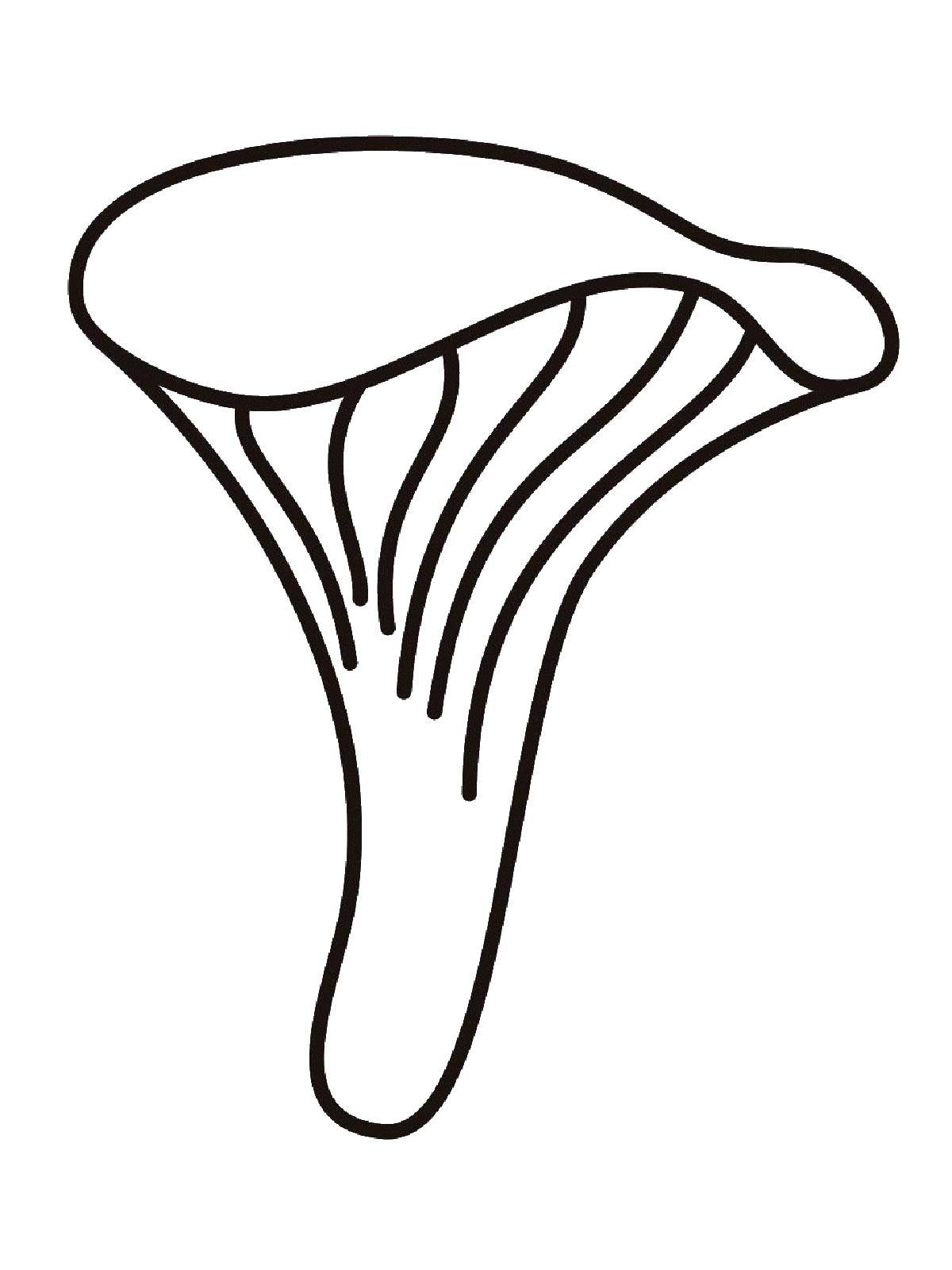 Раскраски с грибами контуры грибов для школьников  Грибы