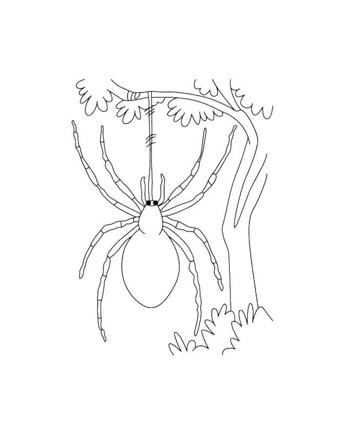 Раскраски пауки паук паучки  Паук на паутине