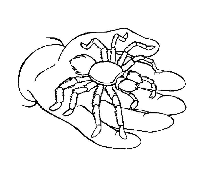 Раскраски пауки паук паучки  Паук на руке