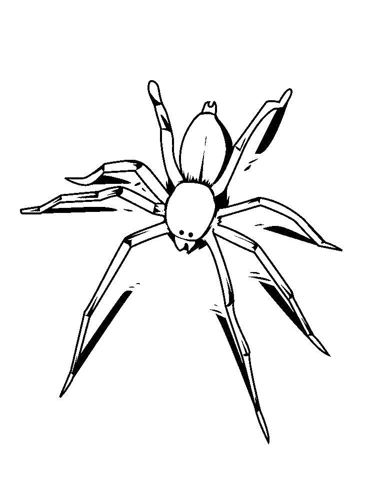 Раскраски пауки паук паучки  Паук