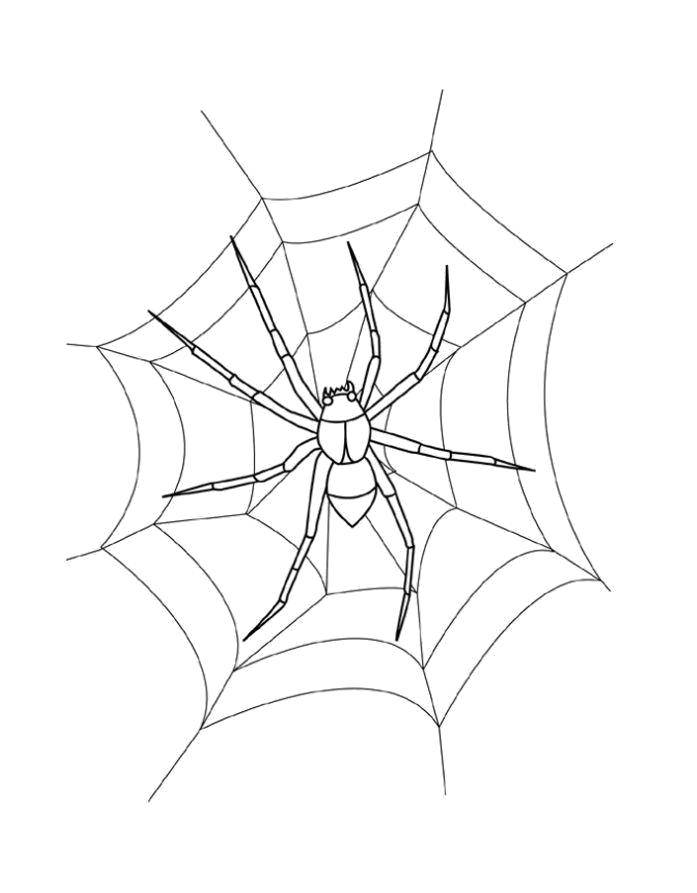 Раскраски пауки паук паучки  Паутина