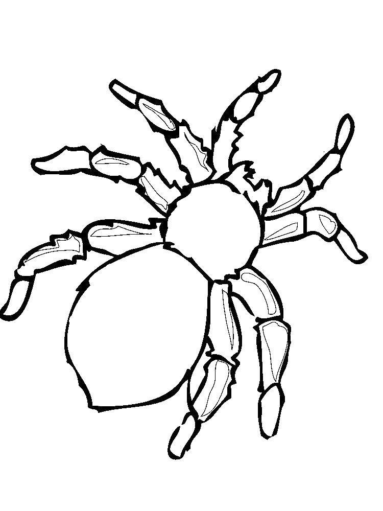 Раскраски пауки паук паучки  Большой паук