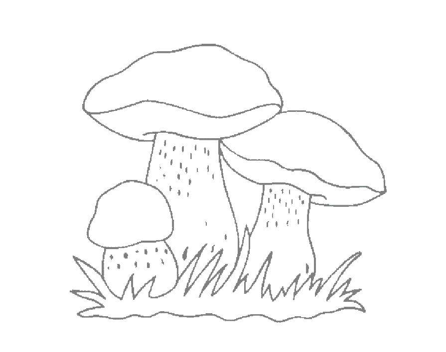 Раскраски грибы грибочки  Грибы