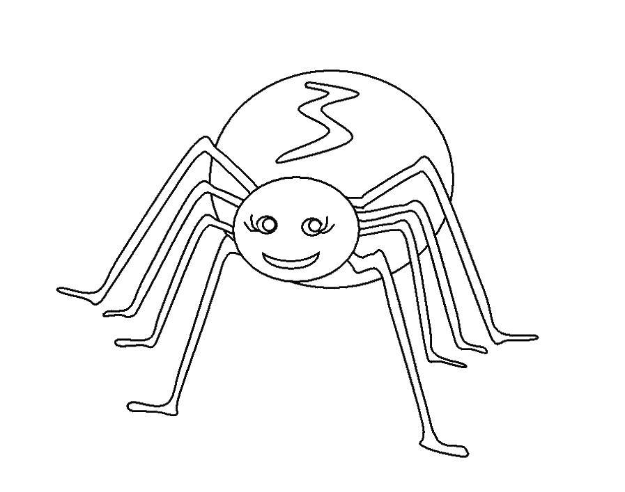 Раскраски пауки паук паучки  Паук