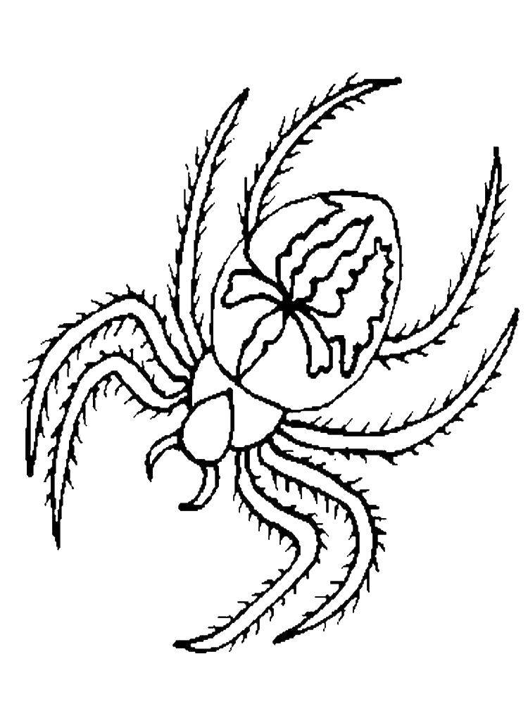 Раскраски пауки паук паучки  Страшный паук