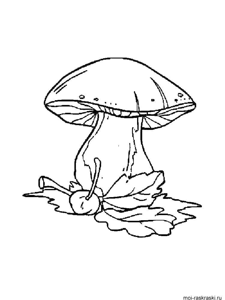 Раскраски грибы грибочки  Гриб