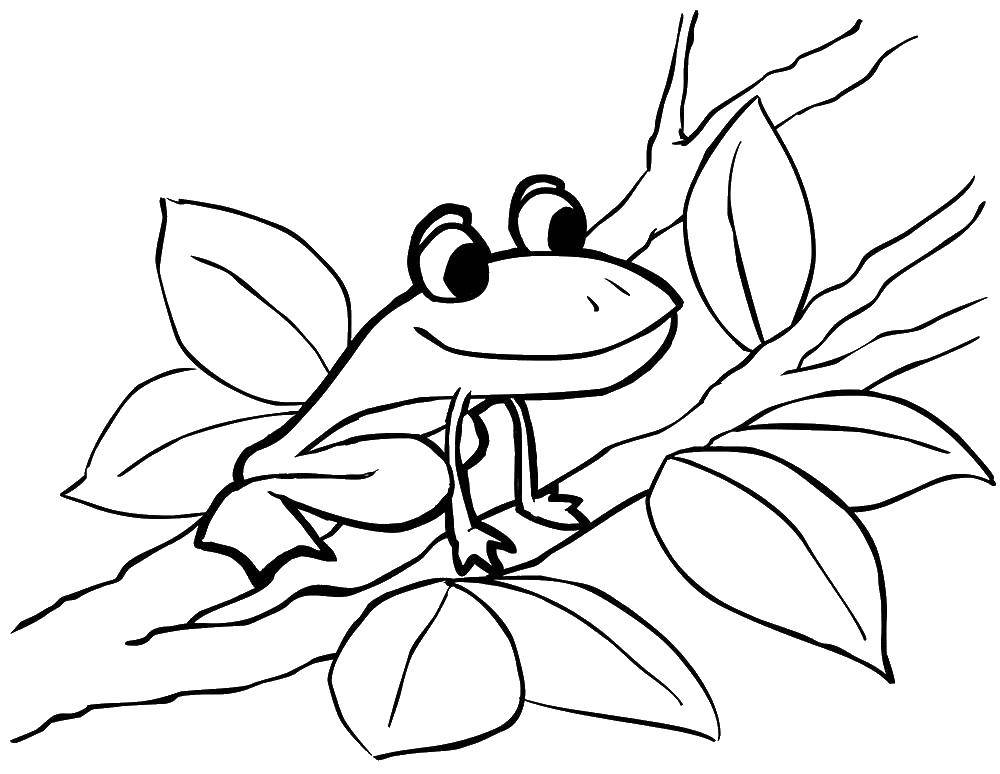 Раскраски лягушка лягушки  Лягушка сидит на дереве