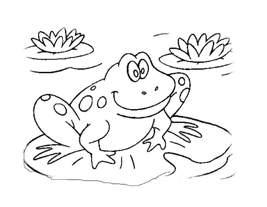Раскраски лягушка лягушки  Лягушка в пруду