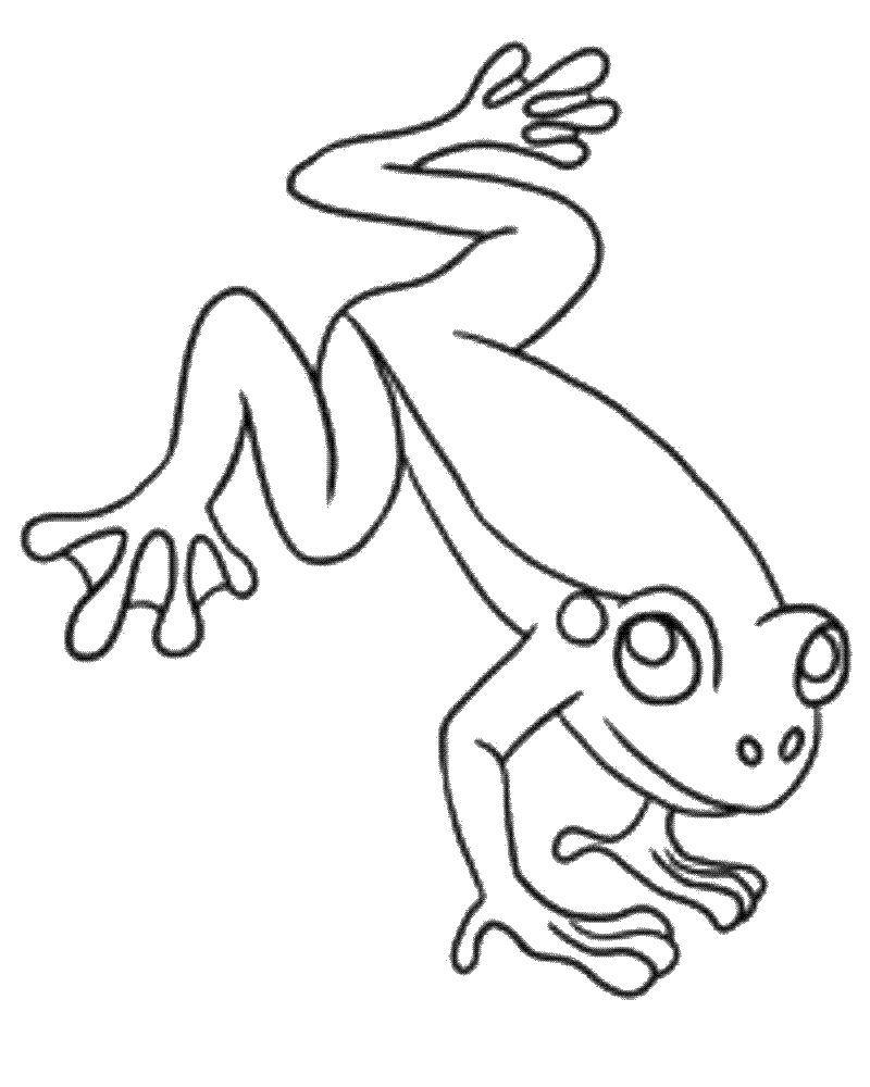 Раскраски лягушка лягушки  Лягушка