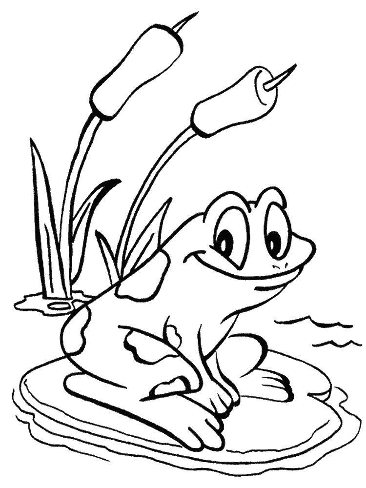 Раскраски лягушка лягушки  Счастливый лягушонок