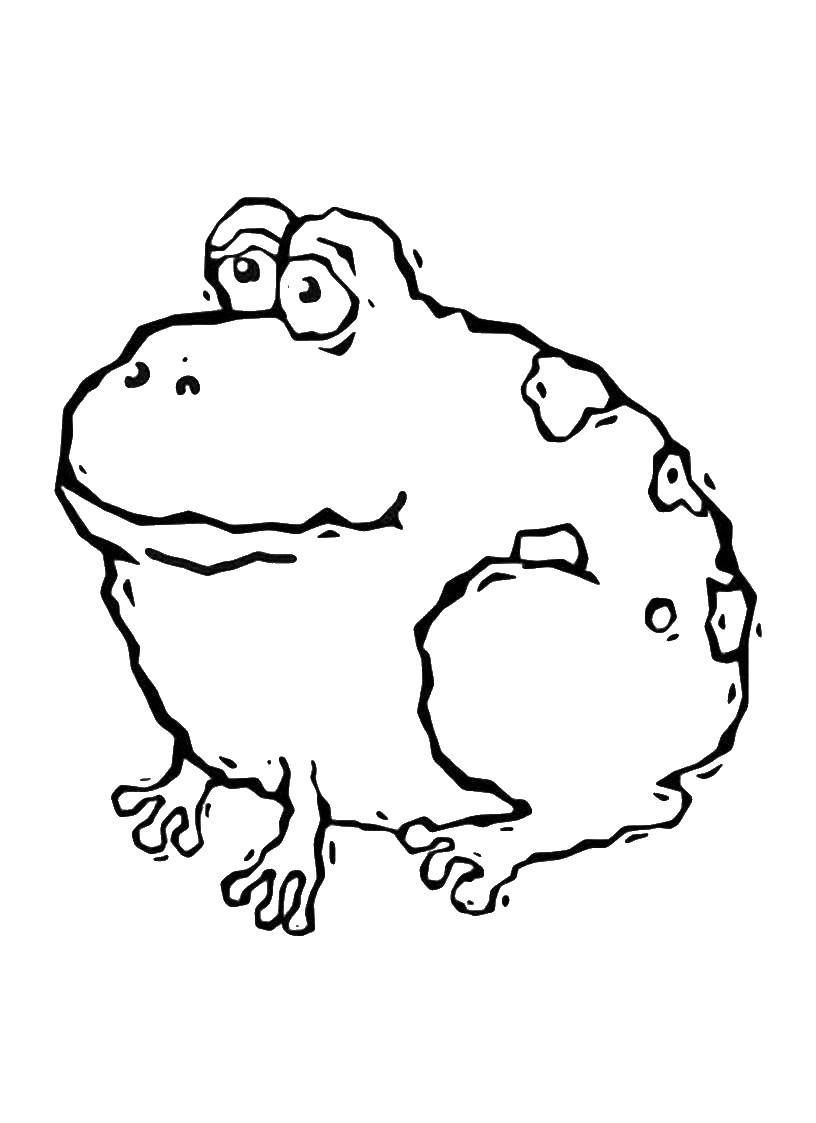 Раскраски лягушка лягушки  Большая жаба