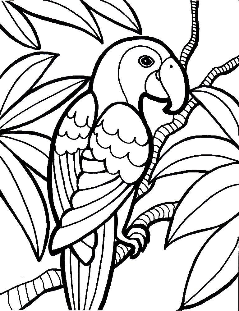 Раскраски попугай попугайчик самка попугай  Попугай