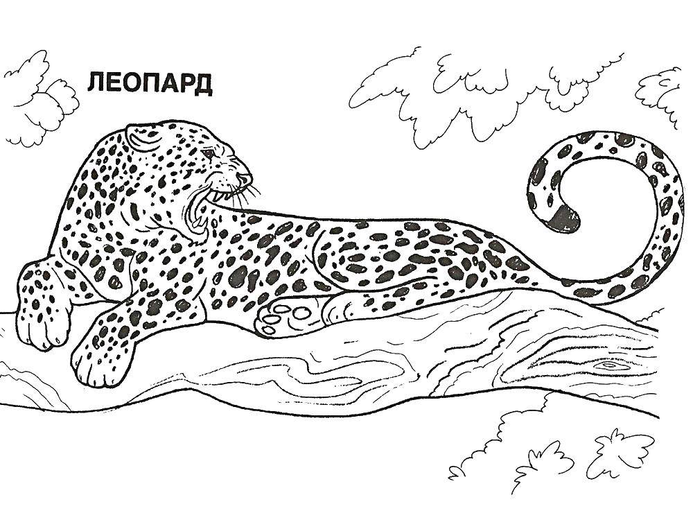 Раскраски для детей Леопард Леопарды  Леопард на дереве