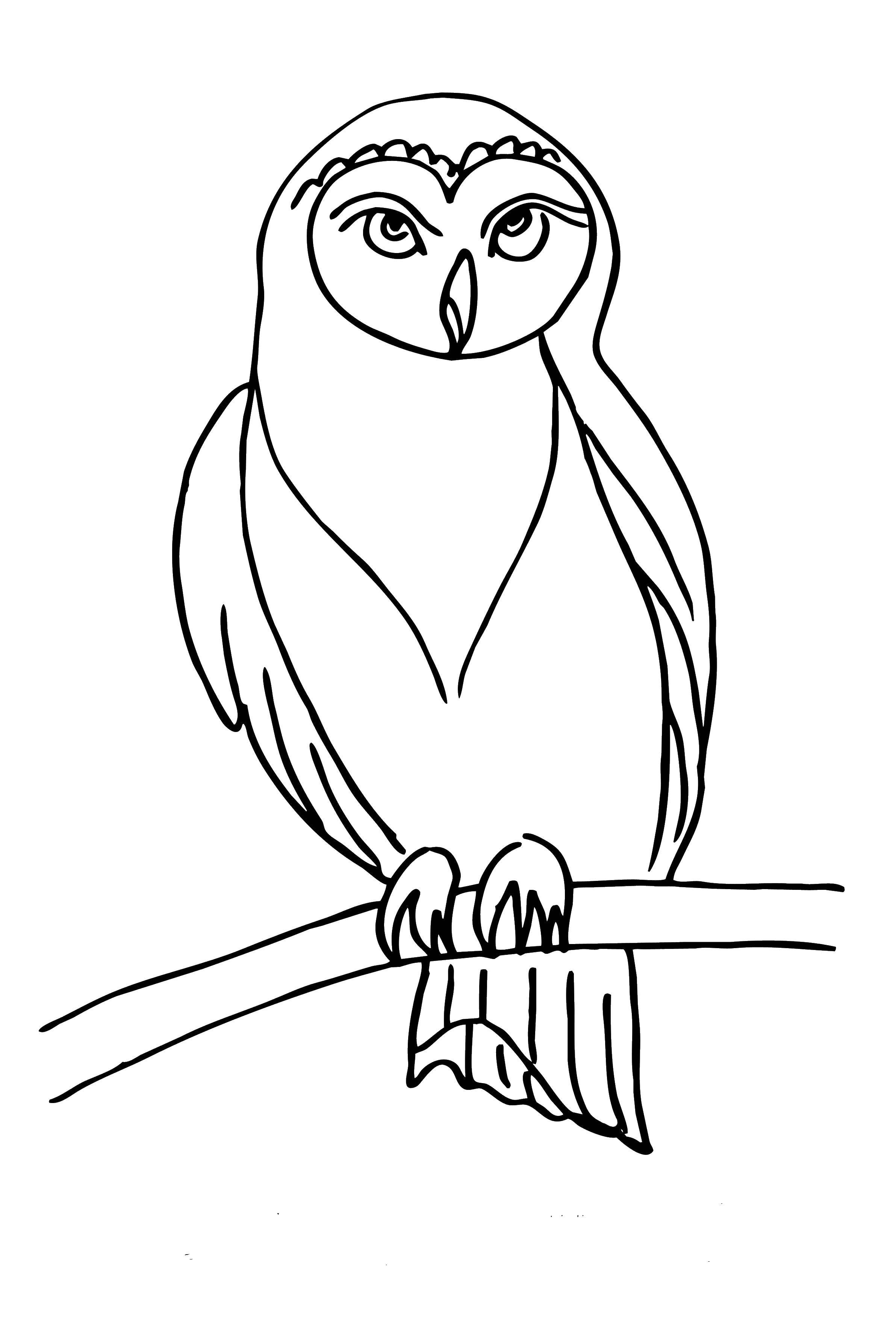 Раскраски сова совы  Сова