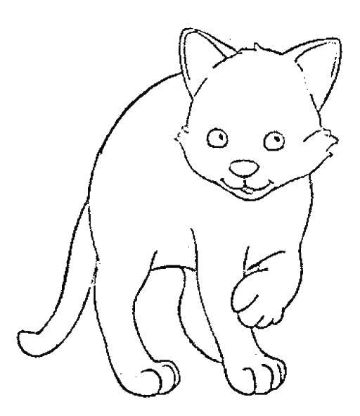 Раскраски кот кошки котята коты  Котенок