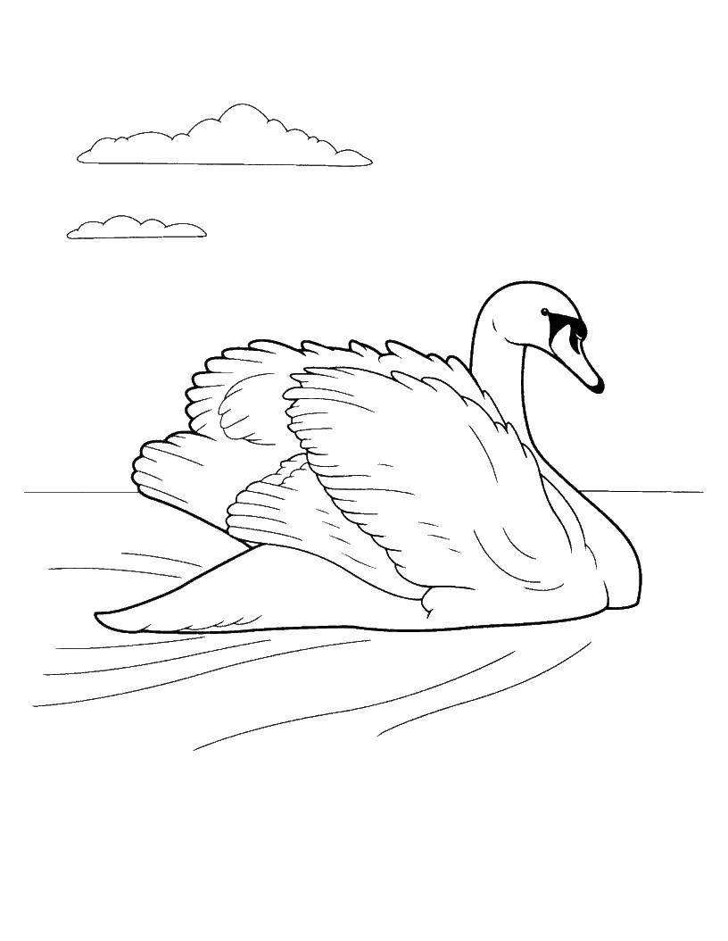 Раскраски лебедь лебеди   Лебедь