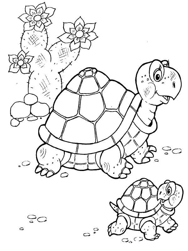 Раскраски Черепаха черепашка  Черепаха с черепашонком
