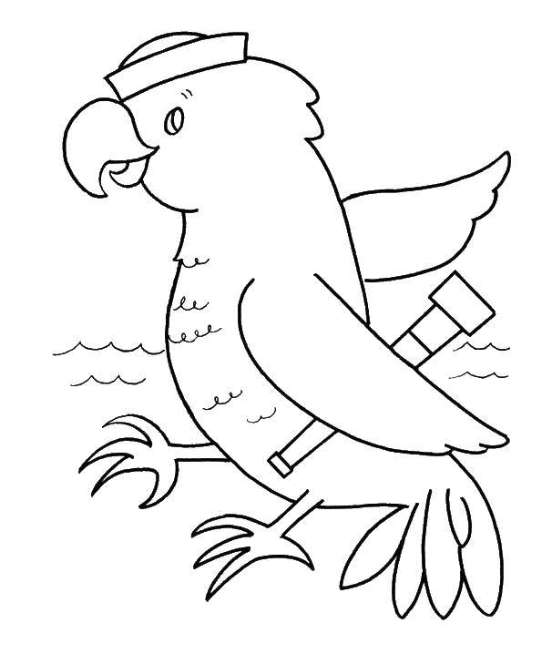 Раскраски попугай попугайчик самка попугай  Попугай моряк