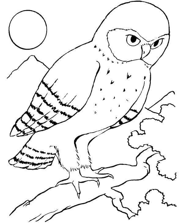Раскраски сова совы  Сова на ветке