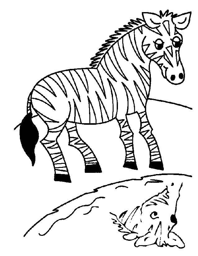  Полосатая зебра