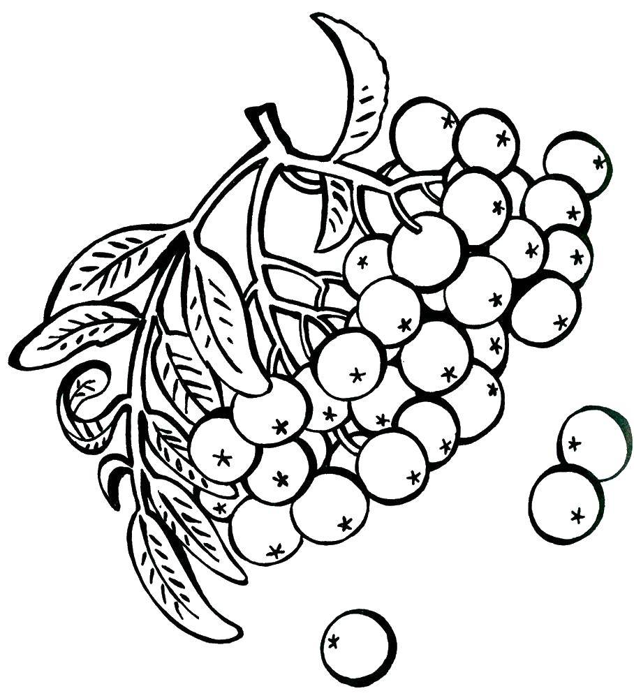 Раскраски ягоды малина вишня арбуз вишня крыжовник  Ягодки рябины