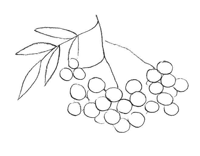 Раскраски ягоды малина вишня арбуз вишня крыжовник  Ягоды
