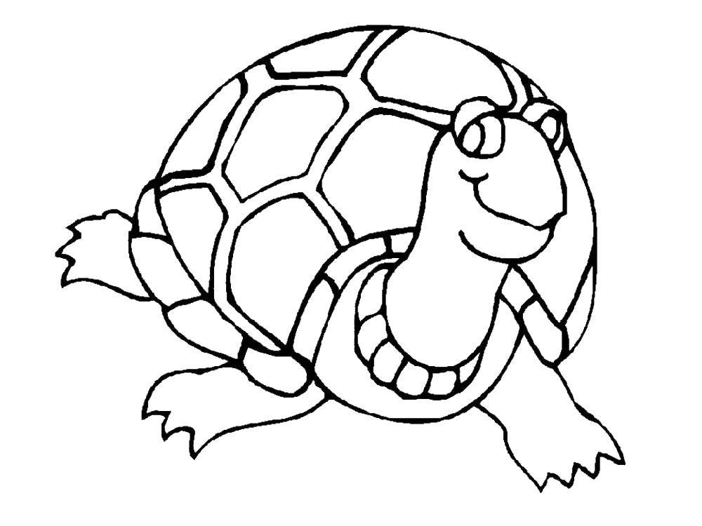 Раскраски Черепаха черепашка  Черепашка