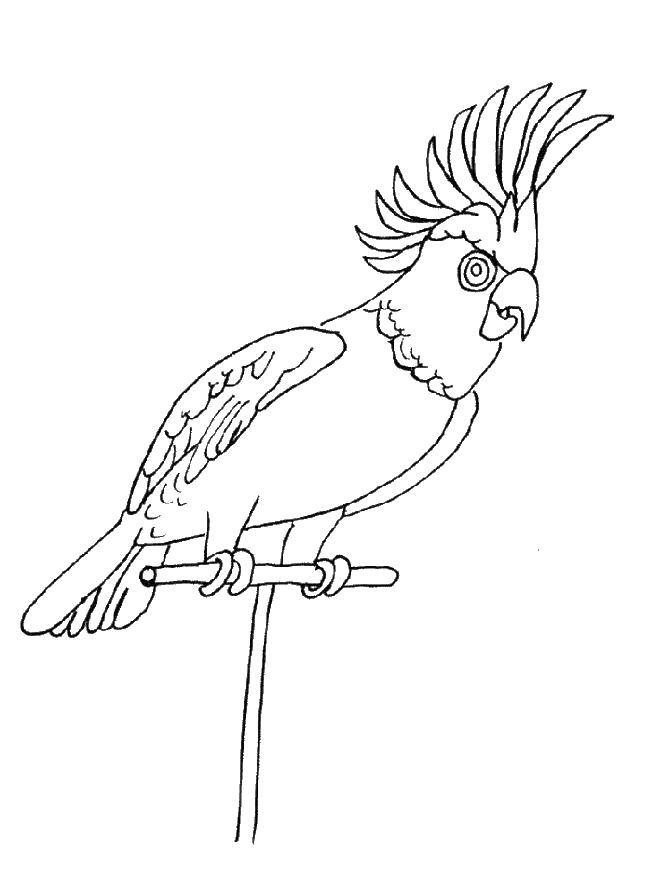 Раскраски попугай попугайчик самка попугай  Попугай с хохолком