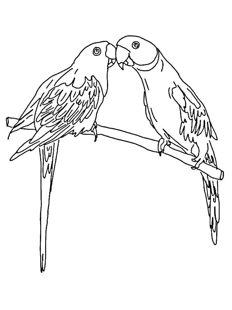 Раскраски попугай попугайчик самка попугай  Парочка попугайчиков