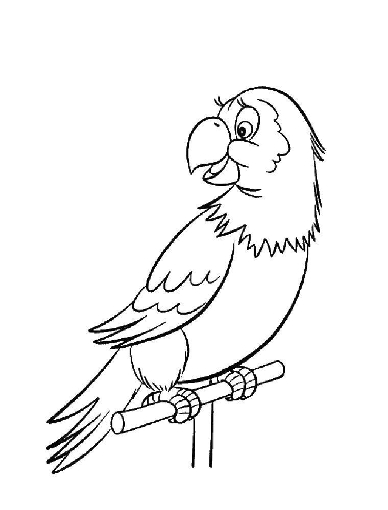 Раскраски попугай попугайчик самка попугай  Попугай на жёрдочке