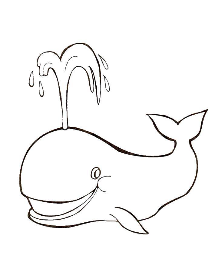Раскраски киты кит  Кит