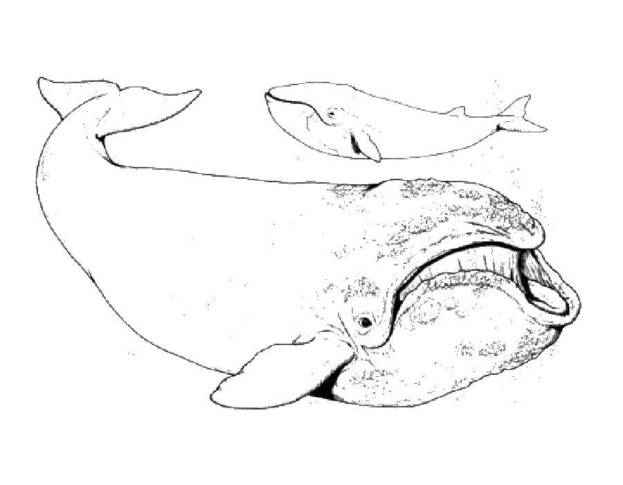 Раскраски киты кит  Киты