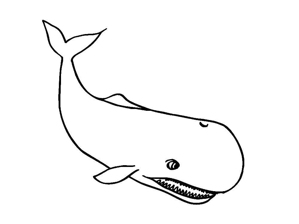Раскраски киты кит  Злобный кит