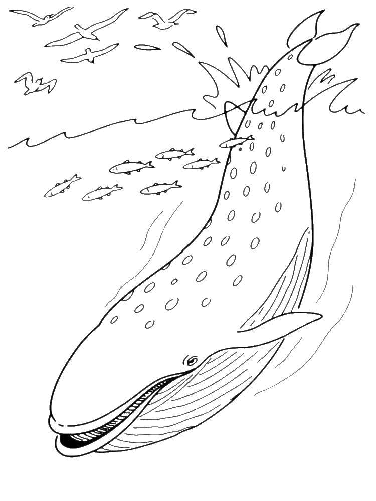 Раскраски киты кит  Кашалот