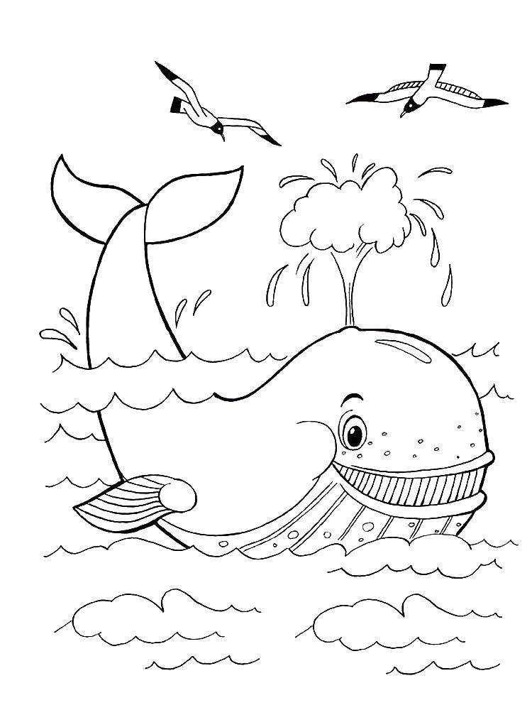 Раскраски киты кит  Кит пускает фонтанчик