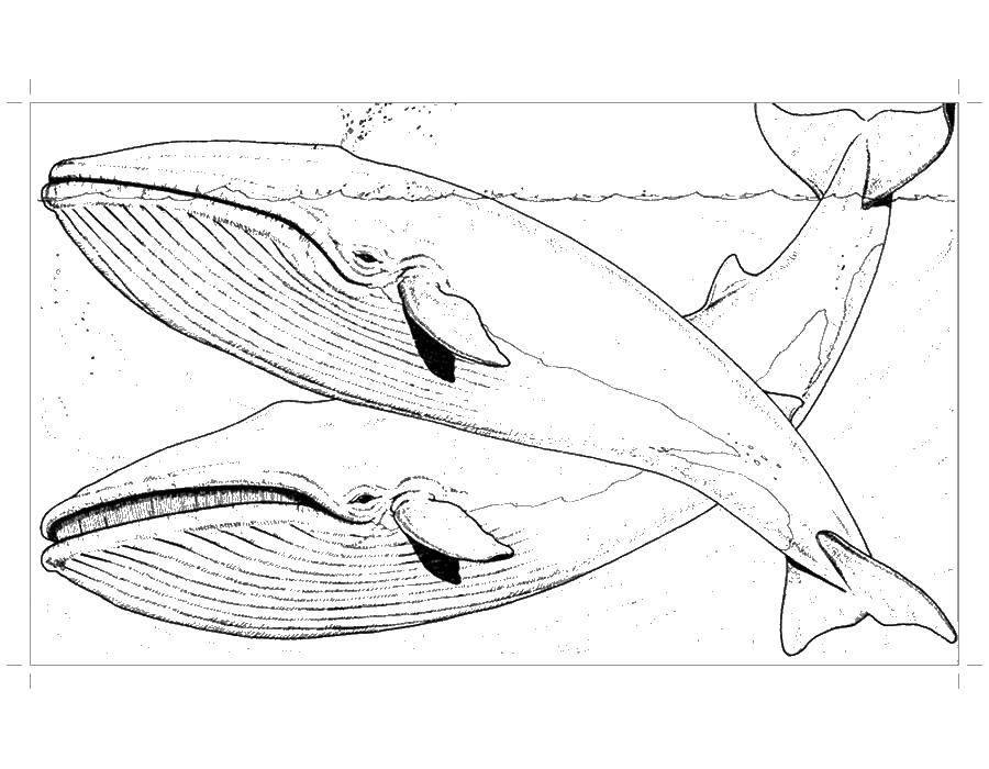 Раскраски киты кит  Киты