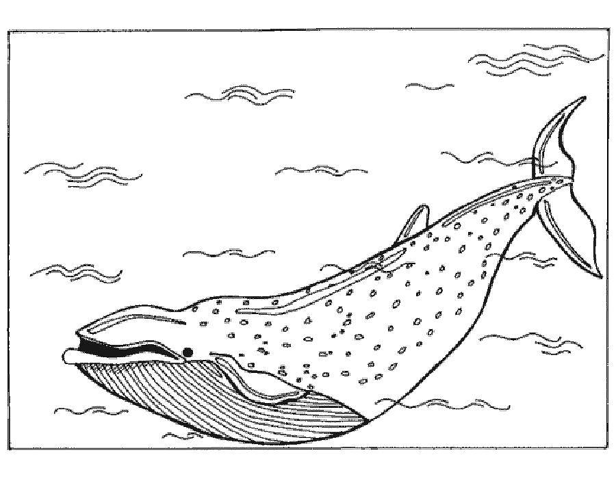 Раскраски киты кит  Огромный кит