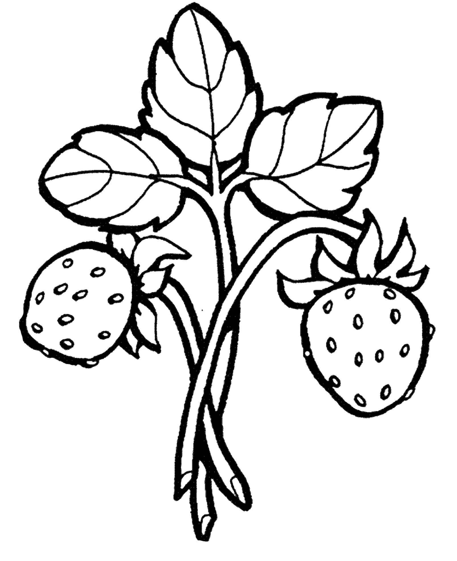 Раскраски ягоды малина вишня арбуз вишня крыжовник  Земляничка