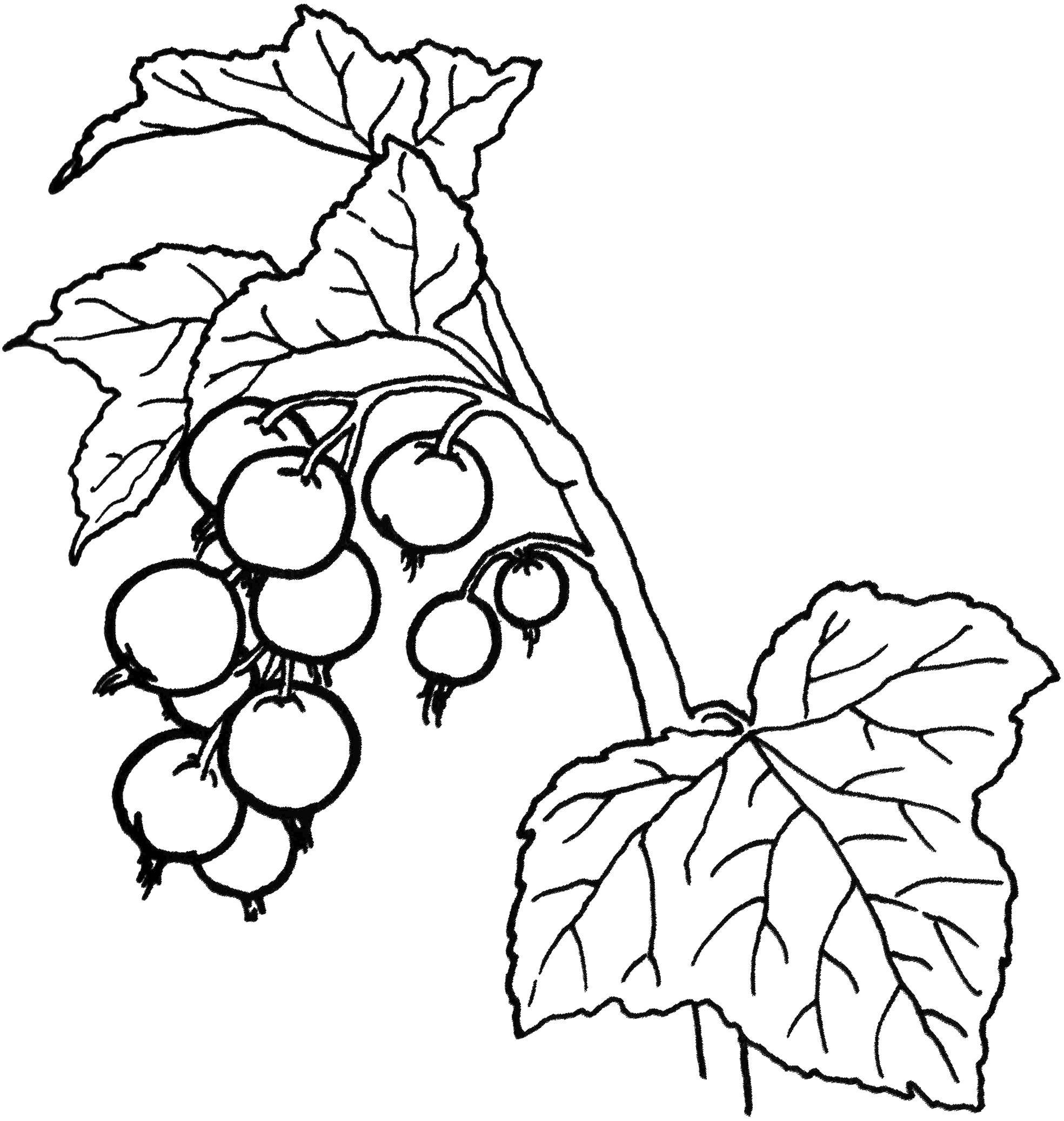 Раскраски ягоды малина вишня арбуз вишня крыжовник  Смородина