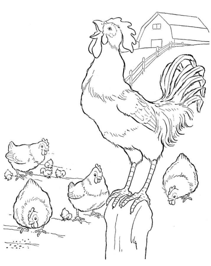 Раскраски птиц курица  петух яйцо цыпленок  Петух с курицами и цыплятами на ферме