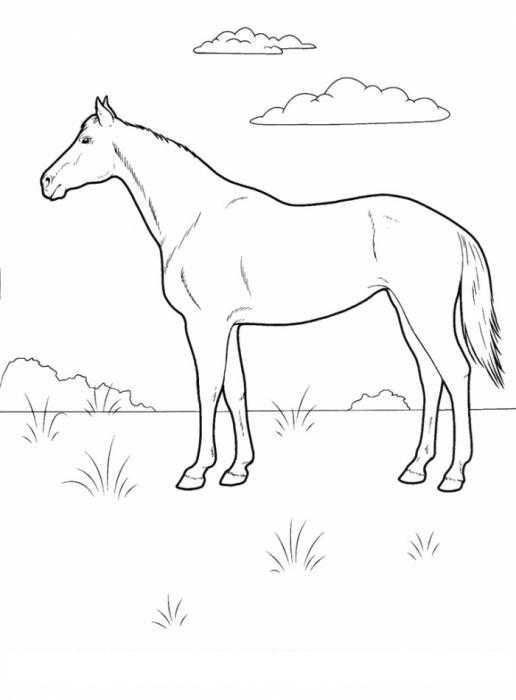  Лошадка на полянке Качественная раскраска - лошадь.