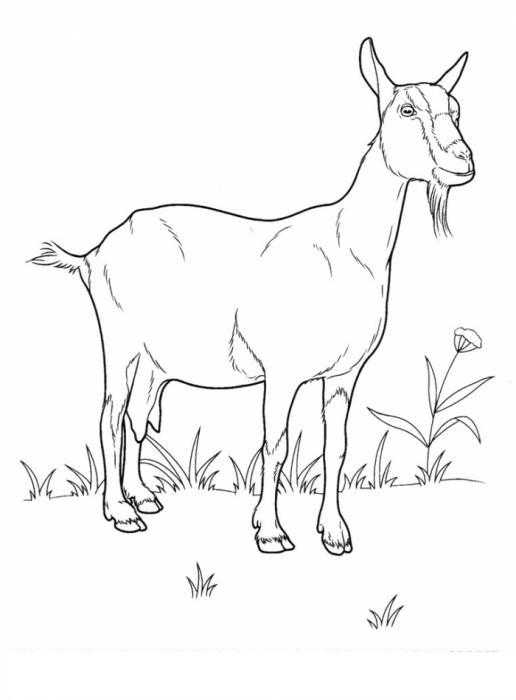 Коза на полянке Качественная раскраска - коза.
