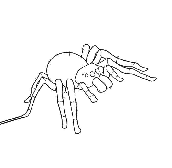Раскраски пауки паук паучки  Таракан