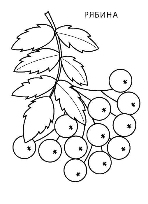 Раскраски ягоды малина вишня арбуз вишня крыжовник  Рябина