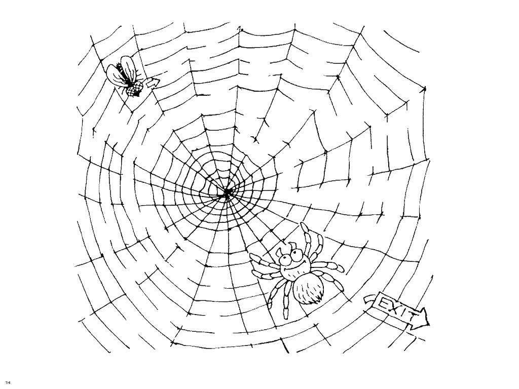 Раскраски пауки паук паучки  Паук ловит муху