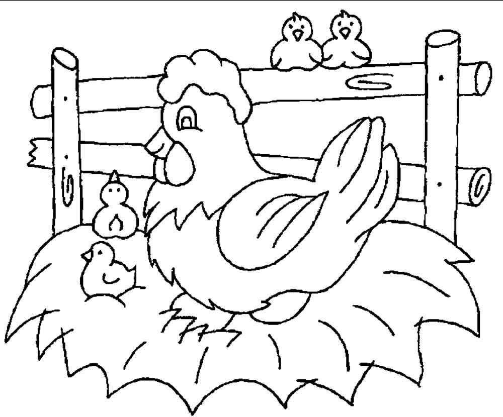 Раскраски птиц курица  петух яйцо цыпленок  Курица наседка на гнезде с четыремя цыплятами