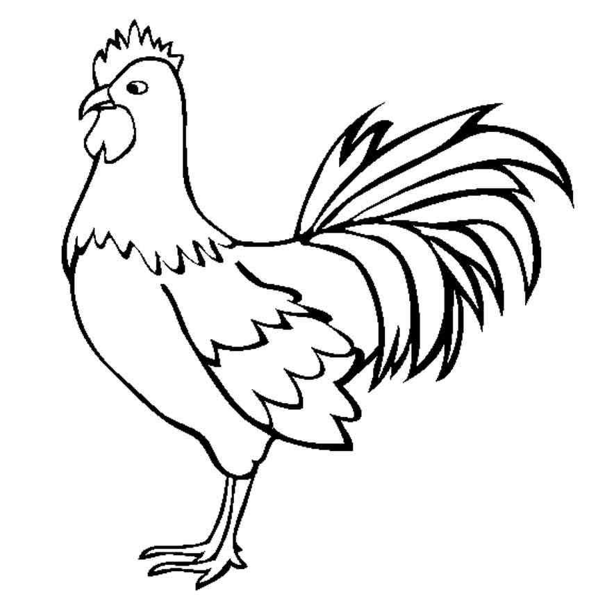 Раскраски птиц курица  петух яйцо цыпленок  Петух