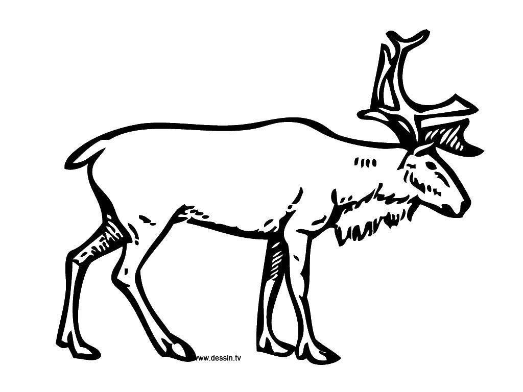 Раскраски олень олененок олентха олень   Олень