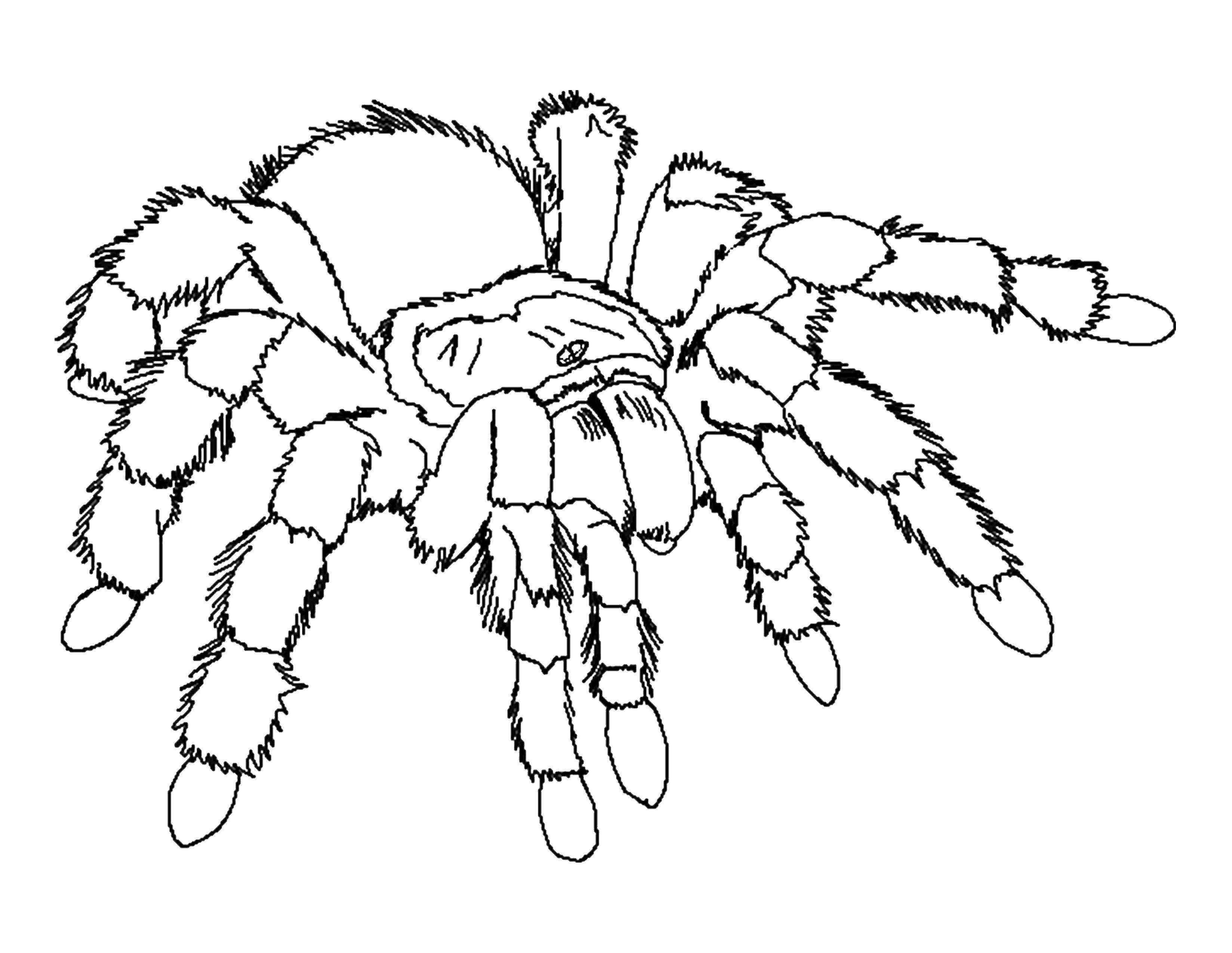 Раскраски пауки паук паучки  Тарантул
