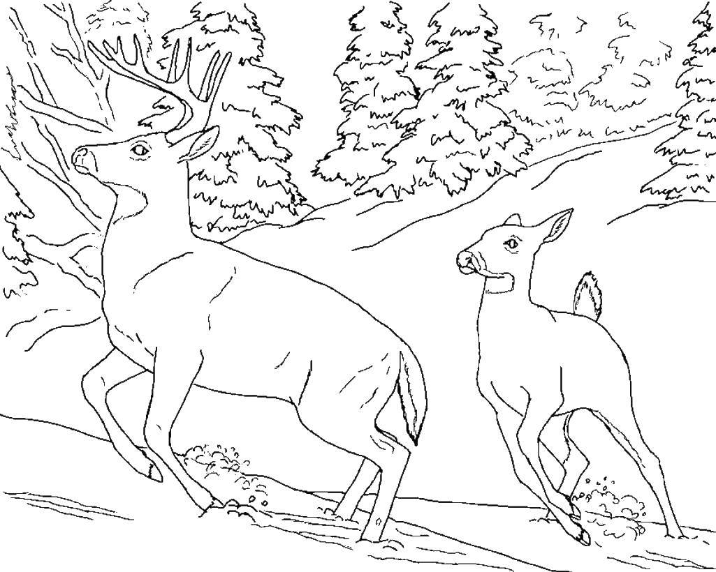 Олень и олениха бегают в лесу.